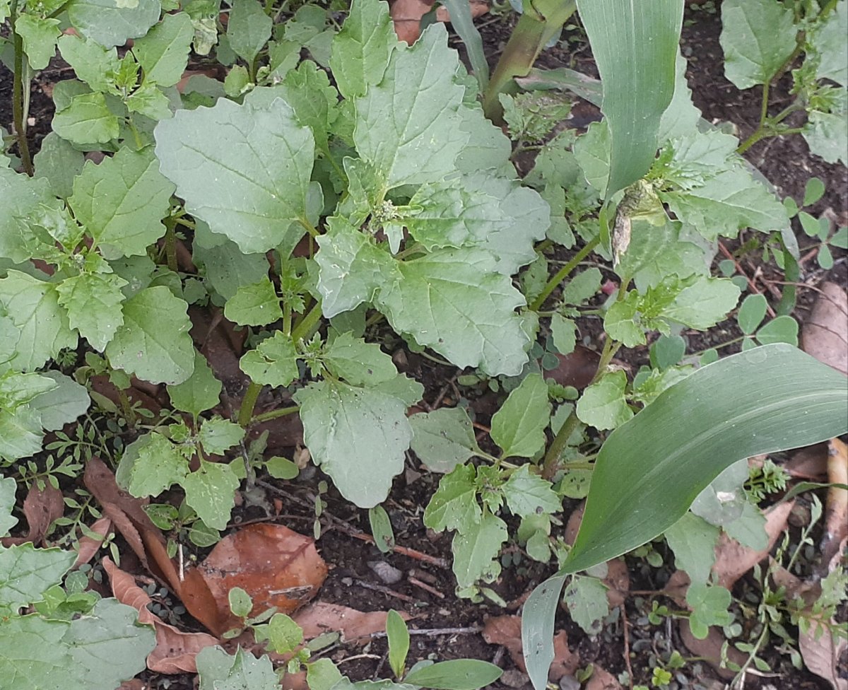 Goosefoot and lambsquarters