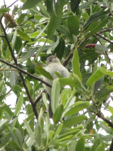 Least Bell’s Vireo photograph by Jonathan Coffin