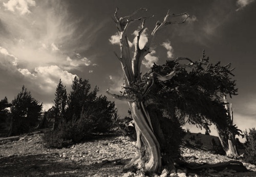 Bristlecone Pine 102 by Peter Mason