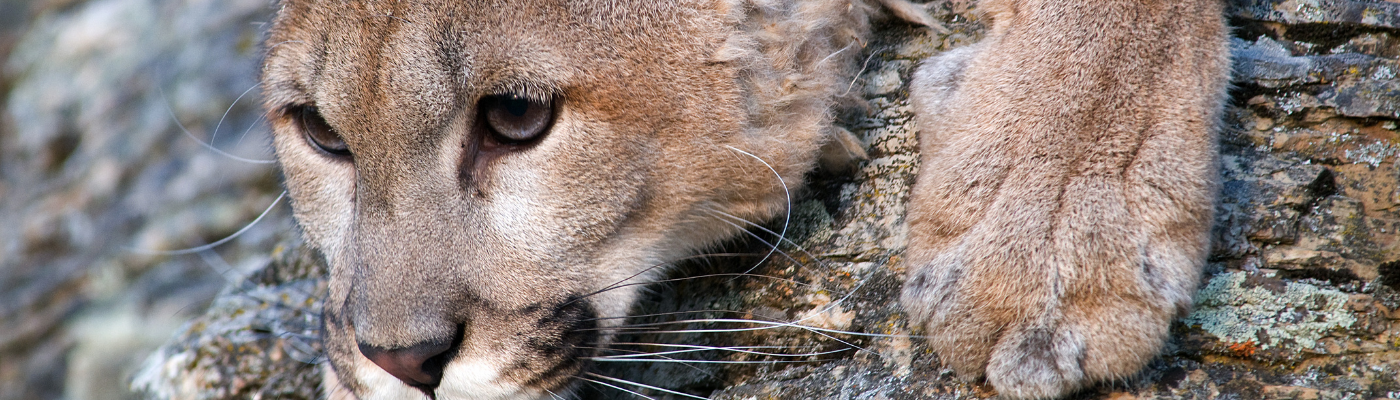 Mountain Lion Leeannstamper via Getty Images