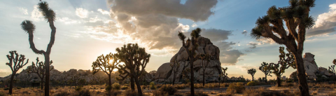 Joshua Tree by Christopher Michel