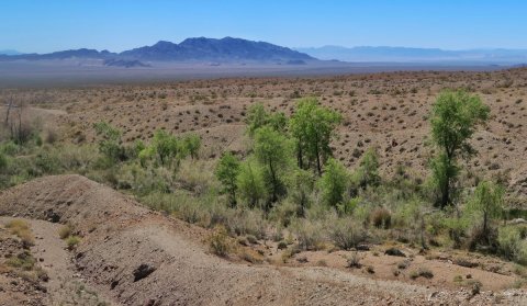 Lower section of Bonanza Spring, Mojave Trails National Monument, provides a rare source of water al