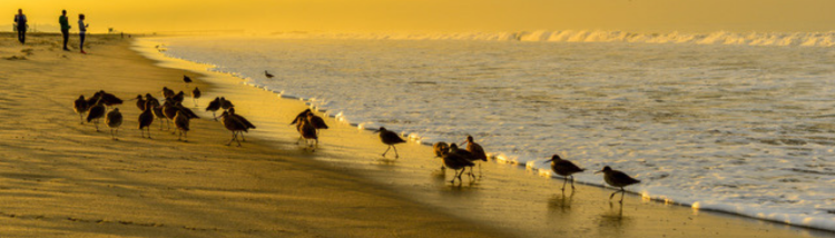 Birds Bolsa Chica