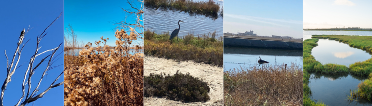 Bolsa Chica Wetland collage, Nick Hayes