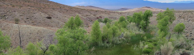 Migratory desert bighorn sheep depend on water from Bonanza Spring to survive. The Cadiz water minin