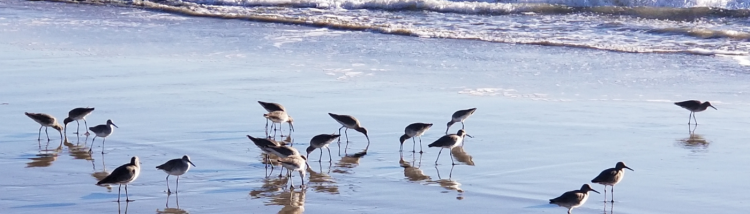 Seabirds by Everette Phillips