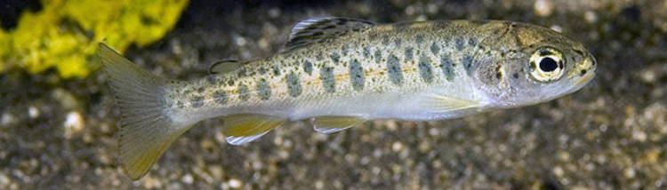 Steelhead trout can reach up to 55 pounds in weight, although average size is much smaller. By CBD