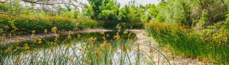 Bixby Marsh