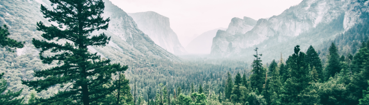 A foggy day in Yosemite National Park