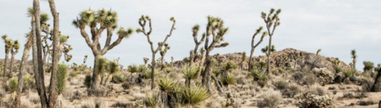 Western Joshua Tree 