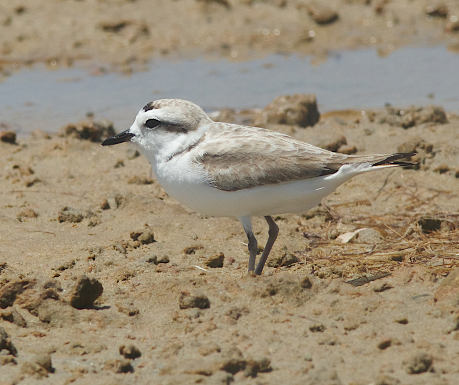 The Western Snowy Plover is a small, light colored ground-nesting shorebird with black or dark brown markings on the head and breast.
