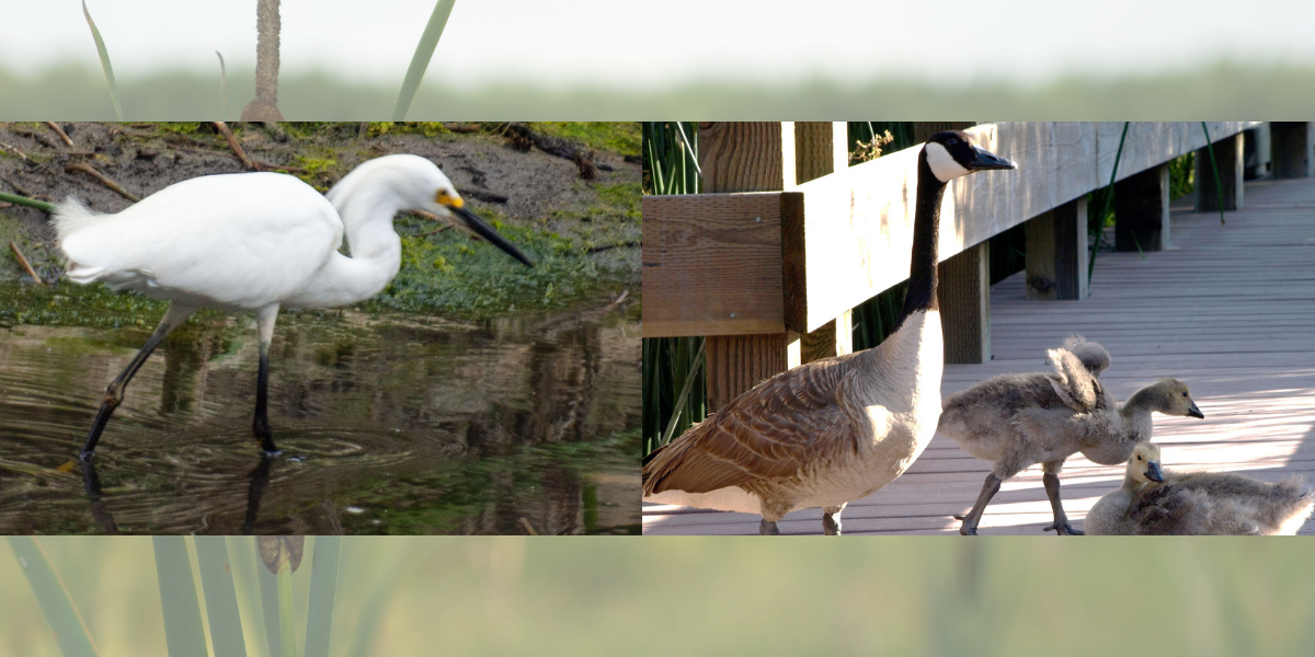 Left to right: Egret, Canada Goose and goslings