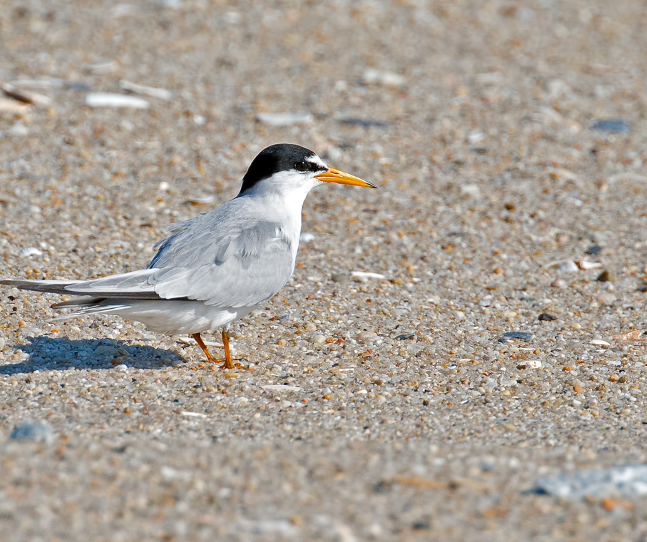 The California least tern, Sternula antillarum browni, is a subspecies of least tern that breeds primarily in bays of the Pacific Ocean within a very limited range of Southern California, in San Francisco Bay and in northern regions of Mexico.
