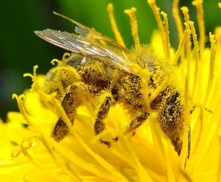 Bee-in-dandelion-pollen-cc-Guerin-Nicolas