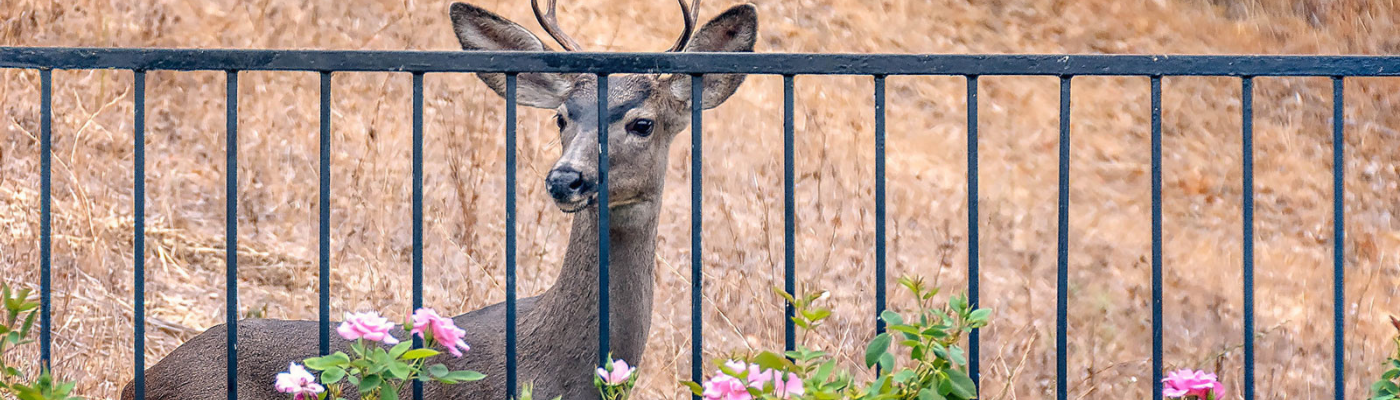 Deer peers through yard fence