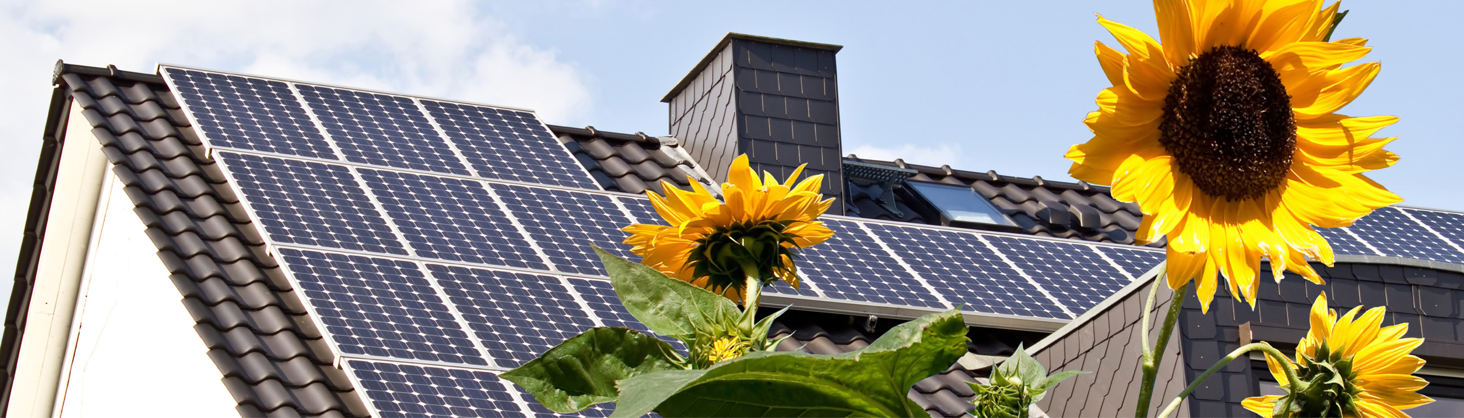 Sunflower with Solar Panels in the background atop a home