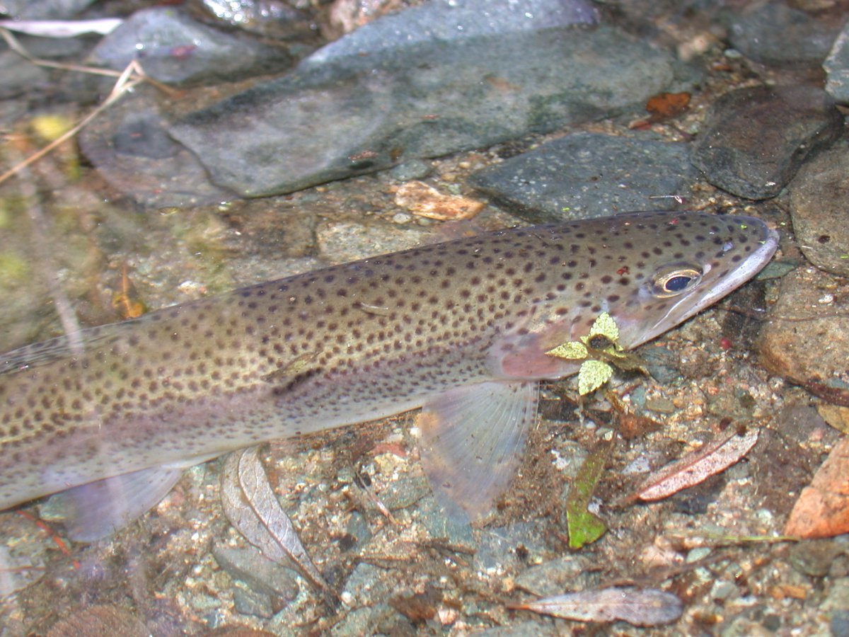 The endangered Southern Steelhead Trout 