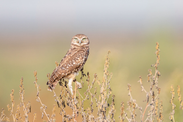 The magnificent Burrowing Owl by Paul Reinstein 