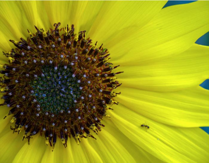 Ant of Sunflower