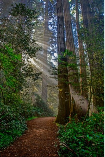 Ralph Nordstrom Coastal Redwood Trees