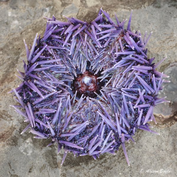 Purple Urchin photo by Alison Boyle