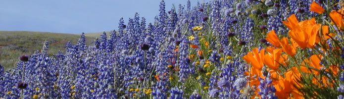 Poppies and lavender in bloom