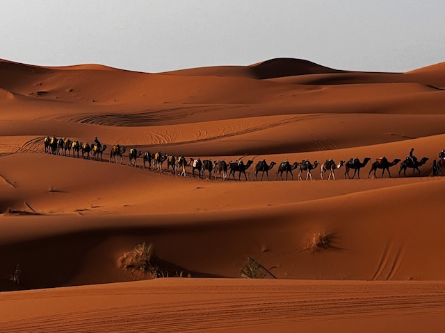 Camels journey on desert sands