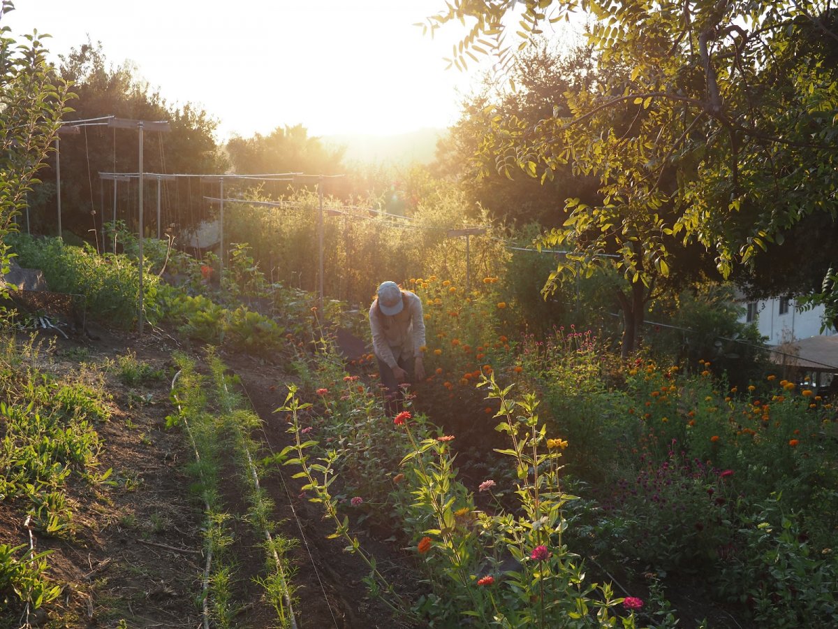 Regenerative Agriculture in Los Angeles