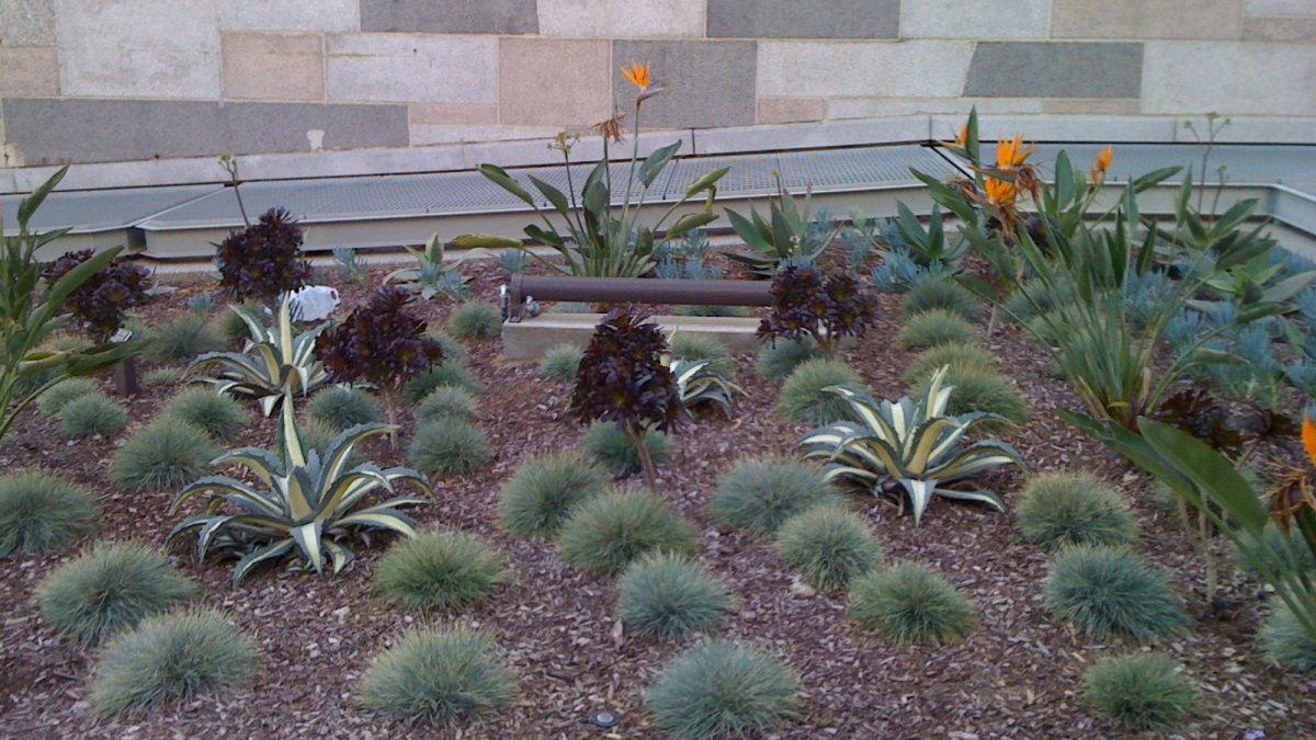 Drought Tolerant Garden at L.A. City Hall image