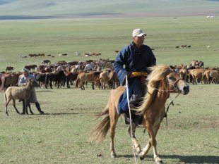 Mongolian on a horse