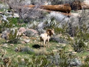 Bighorn sheep in Palm Canyon