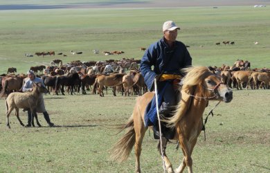 Mongolian on a horse