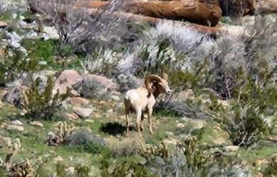 Bighorn sheep in Palm Canyon