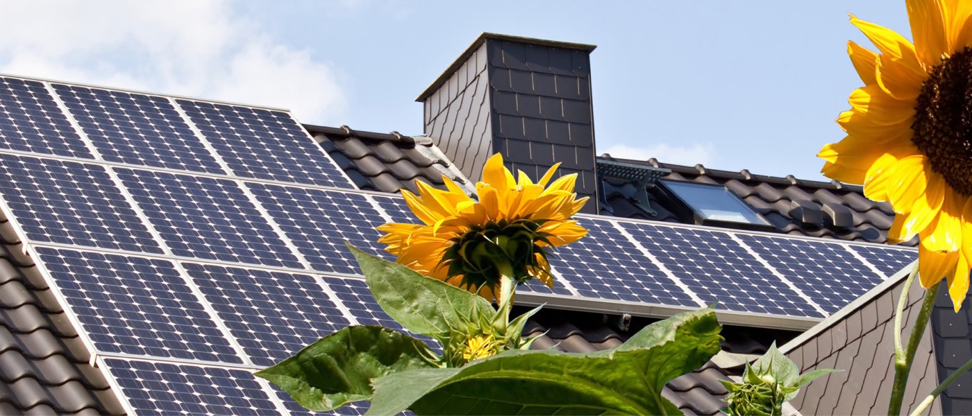 Sunflower with Solar Panels in the background atop a home