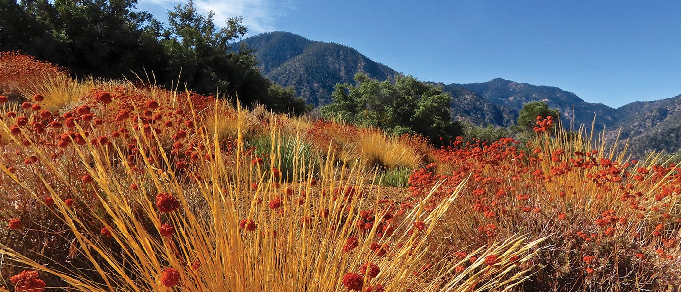Bob Cates Autumn colors of buckwheat and bunchgrass on Pinyon Ridge