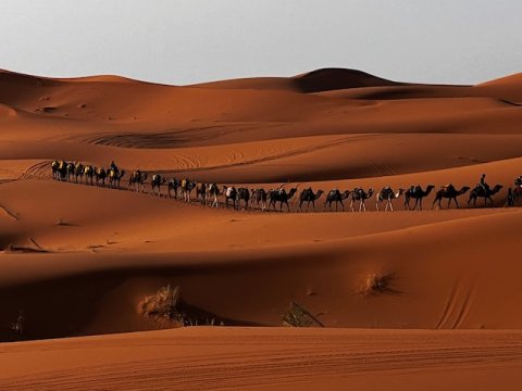 Camels journey on desert sands